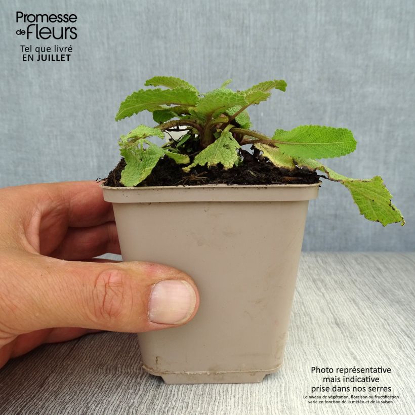 Exemplar von Salvia pratensis Twilight Serenade - Wiesensalbei Kleine Töpfe von 8/9 cm wie im Sommer geliefert