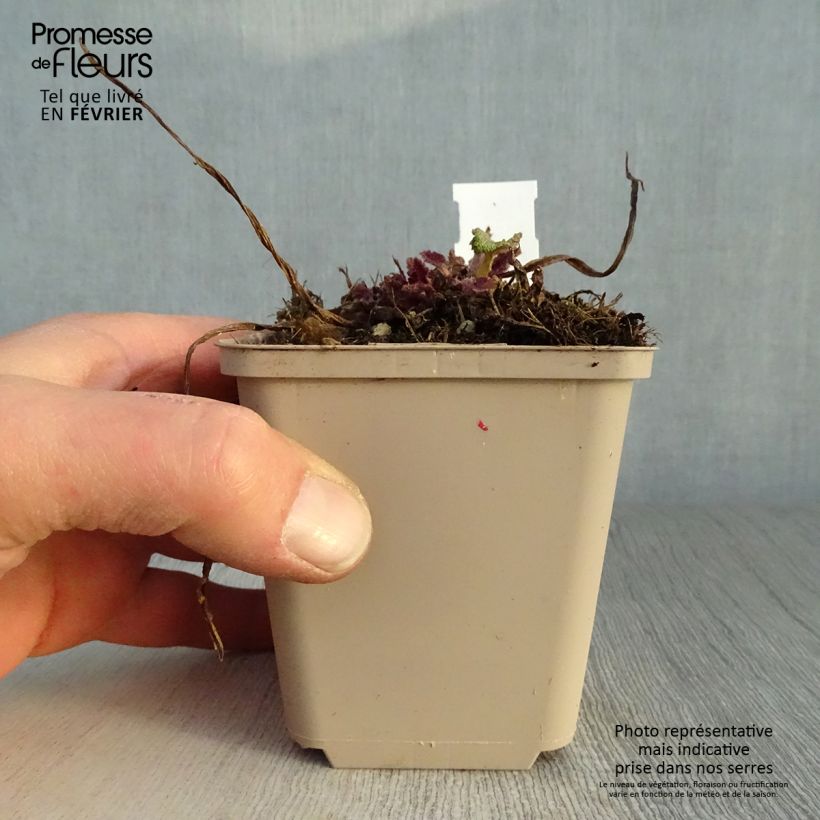 Exemplar von Salvia pratensis Twilight Serenade - Wiesensalbei Kleine Töpfe von 8/9 cm wie im Winter geliefert