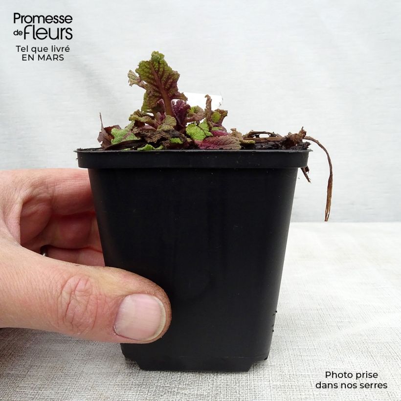 Exemplar von Salvia pratensis Twilight Serenade - Wiesensalbei Kleine Töpfe von 8/9 cm wie im Frühjahr geliefert