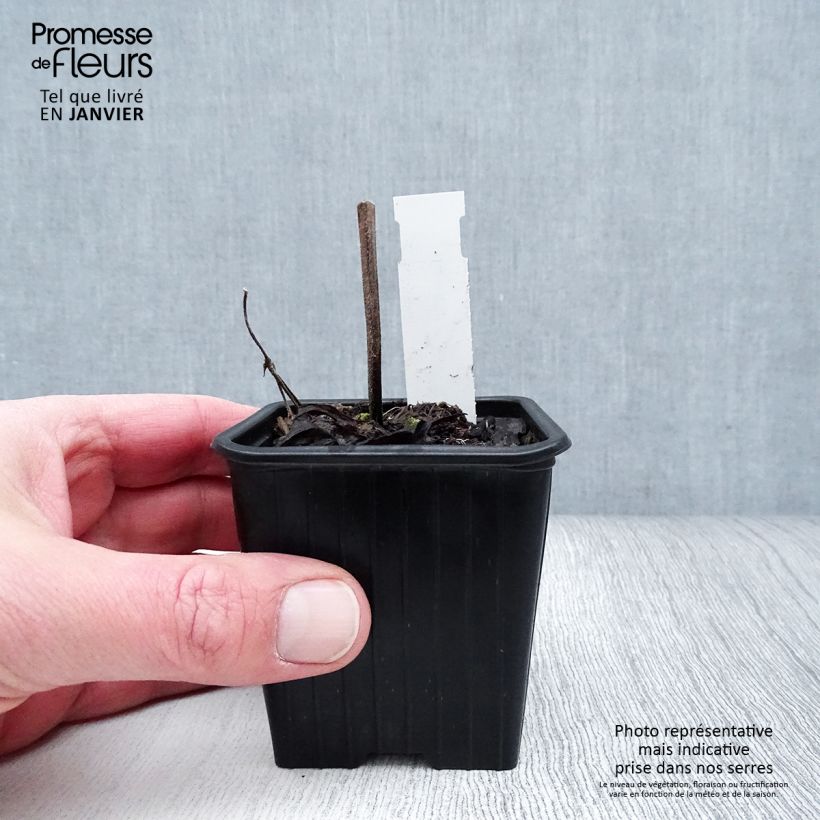 Exemplar von Salvia pratensis FASHIONISTA Vanity Flair - Wiesensalbei Kleine Töpfe von 8/9 cm wie im Winter geliefert