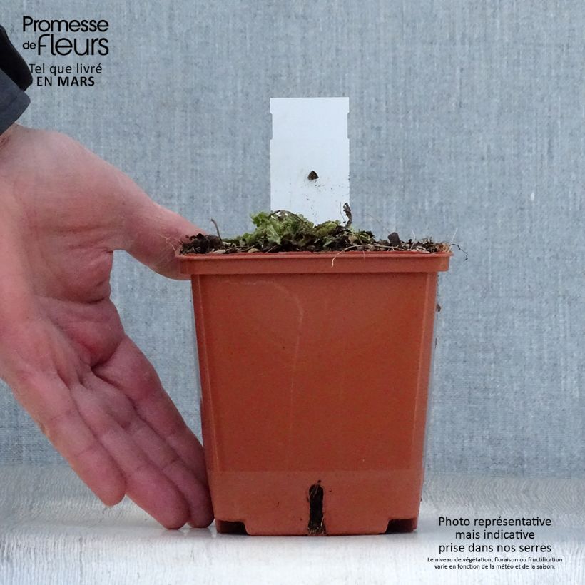 Example of Salvia pratensis FASHIONISTA Vanity Flair - Wiesensalbei Topf mit 1L/1,5L as you get in printemps