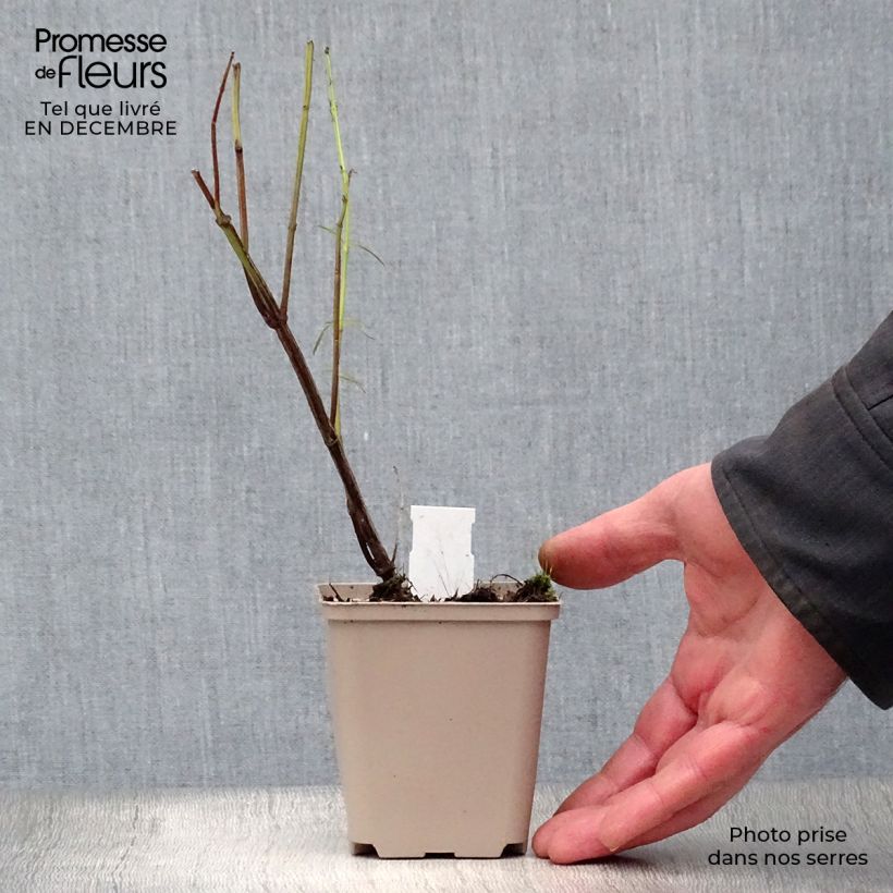 Exemplar von Salvia reptans West Texas form - Afrikanischer Räuchersalbei Kleine Töpfe von 8/9 cm wie im Winter geliefert