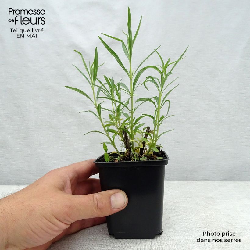 Exemplar von Salvia reptans West Texas form - Afrikanischer Räuchersalbei Kleine Töpfe von 8/9 cm wie im Frühjahr geliefert