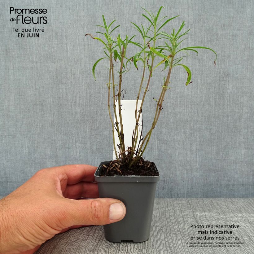 Exemplar von Salvia reptans West Texas form - Afrikanischer Räuchersalbei Kleine Töpfe von 8/9 cm wie im Sommer geliefert