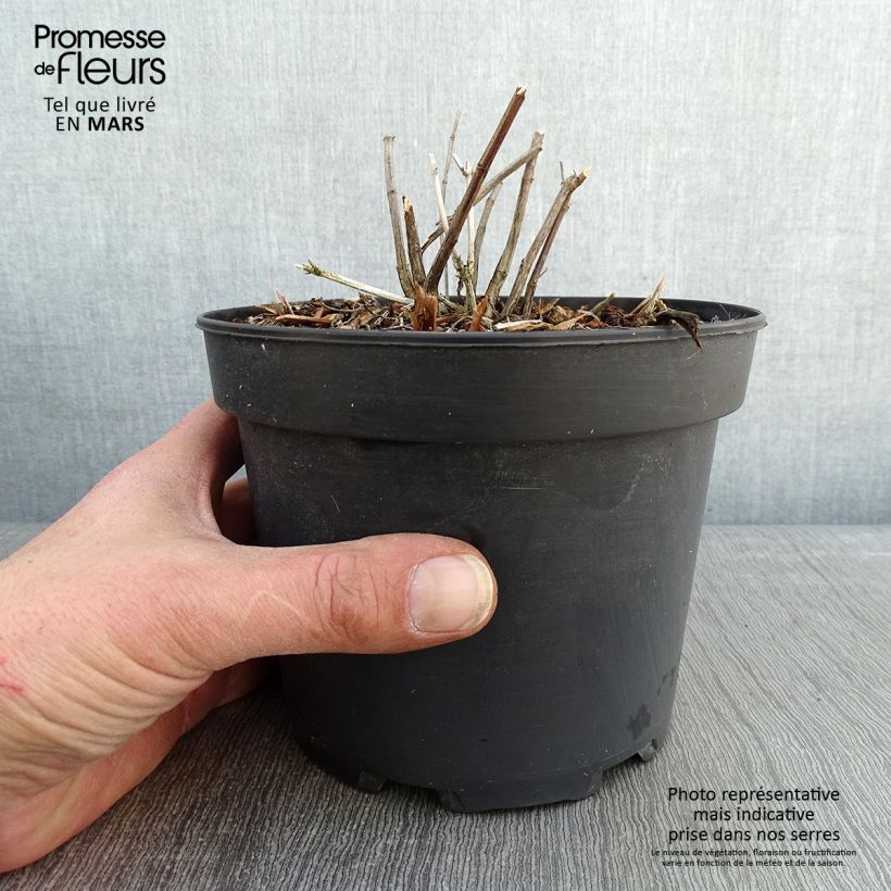 Exemplar von Salvia reptans West Texas form - Afrikanischer Räuchersalbei Topf mit 2L/3L wie im Winter geliefert