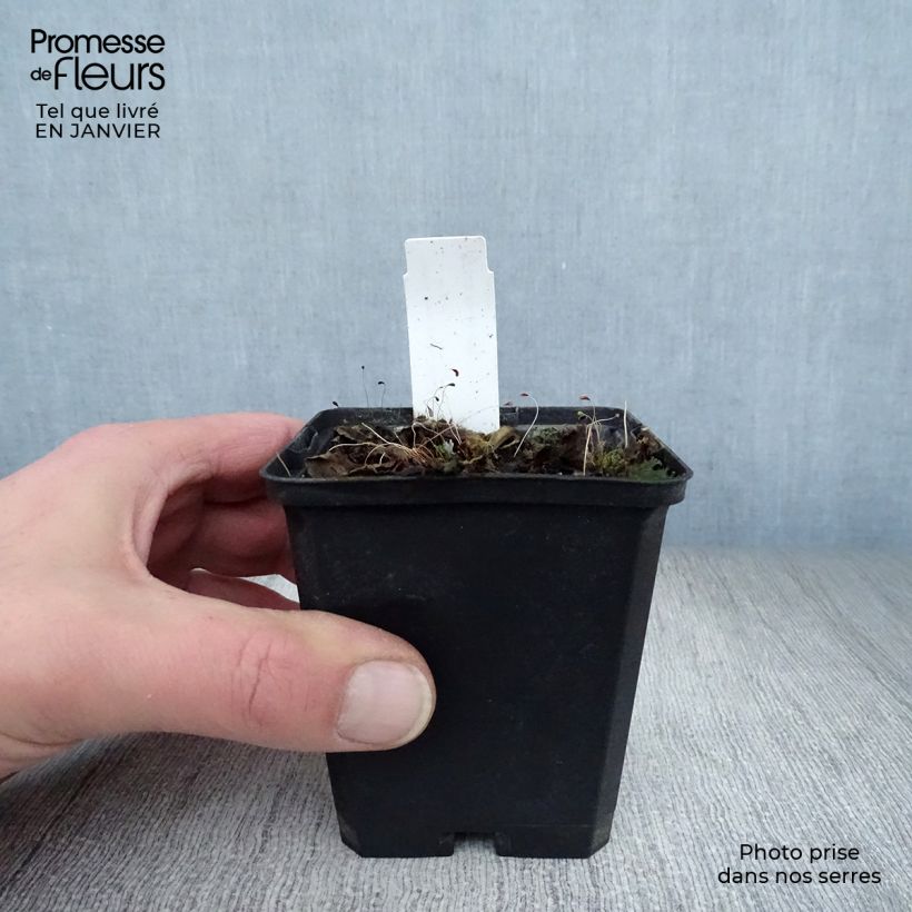 Exemplar von Salvia superba Reine Bleue - Ziersalbei Kleine Töpfe von 8/9 cm wie im Winter geliefert