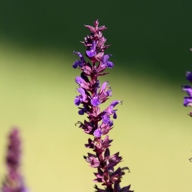 Salvia superba Reine Bleue - Ziersalbei (Flowering)