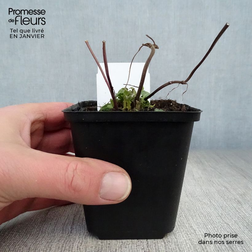 Exemplar von Salvia superba Reine Rose - Ziersalbei Kleine Töpfe von 8/9 cm wie im Winter geliefert