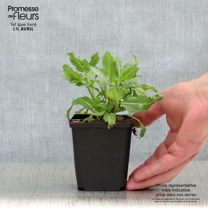 Exemplar von Salvia superba Reine Rose - Ziersalbei Kleine Töpfe von 8/9 cm wie im Frühjahr geliefert