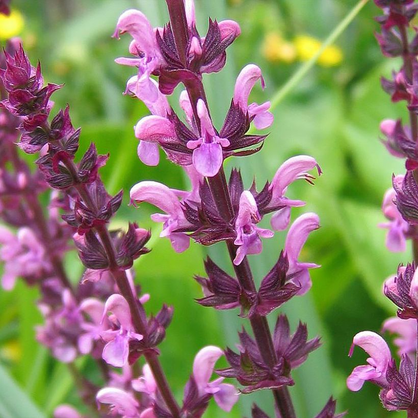 Salvia superba Reine Rose - Ziersalbei (Flowering)
