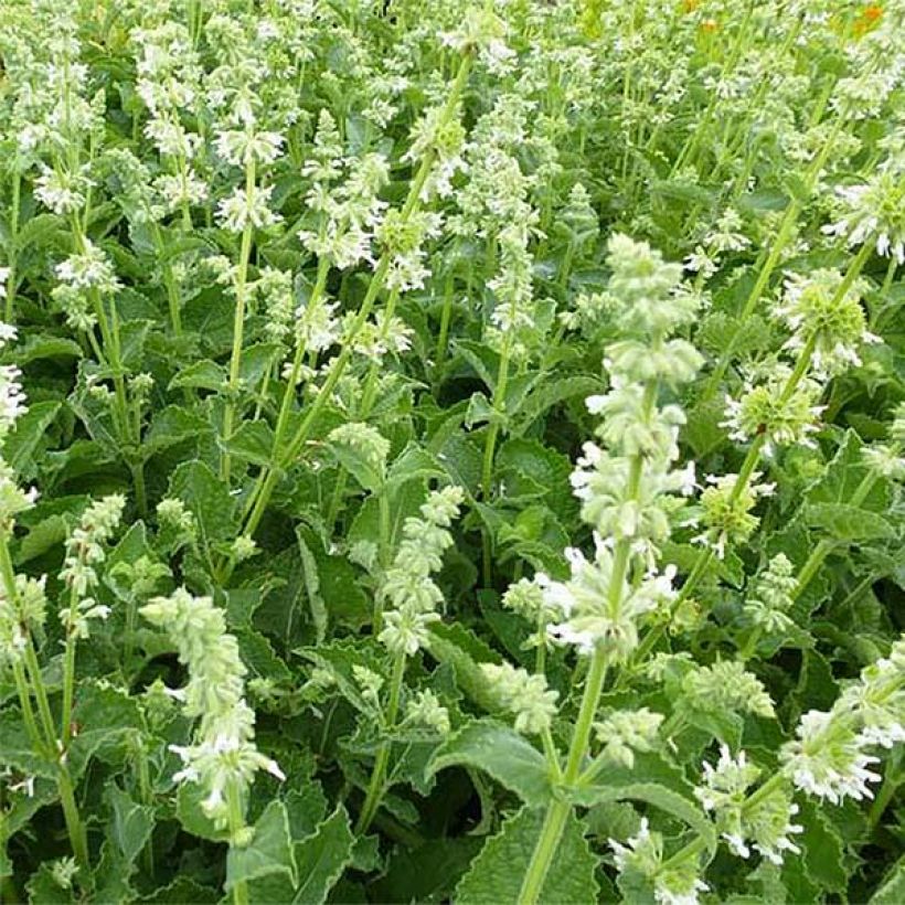 Salvia verticillata Alba - Quirlblättriger Salbei (Flowering)