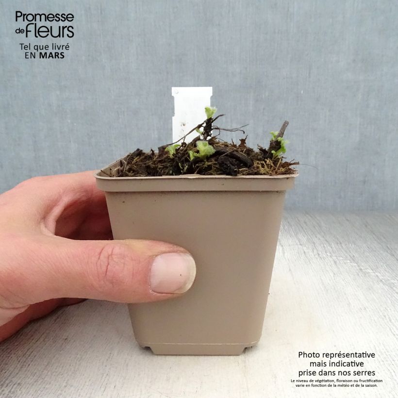 Exemplar von Salvia verticillata Alba - Quirlblättriger Salbei Kleine Töpfe von 8/9 cm wie im Frühjahr geliefert