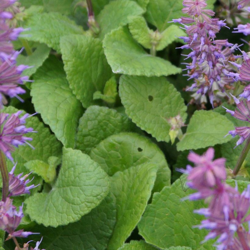 Salvia verticillata Endless Love - Quirlblättriger Salbei (Foliage)