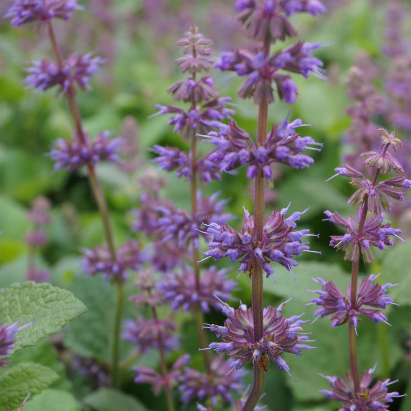 Salvia verticillata Endless Love - Quirlblättriger Salbei (Flowering)