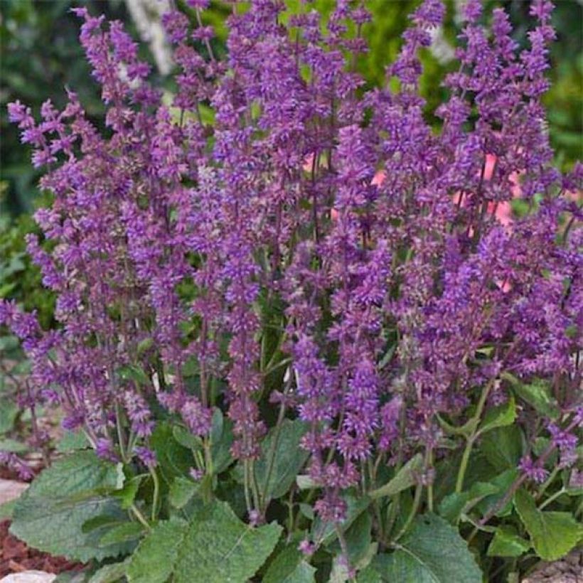 Salvia verticillata Endless Love - Quirlblättriger Salbei (Plant habit)