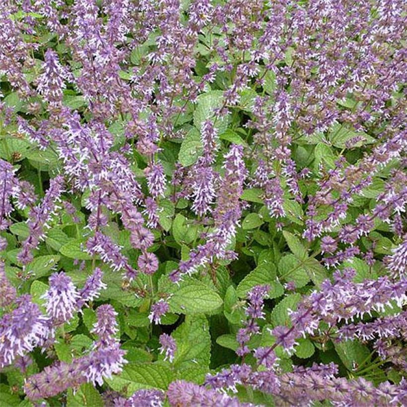 Salvia verticillata Hannay's Blue - Quirlblättriger Salbei (Flowering)