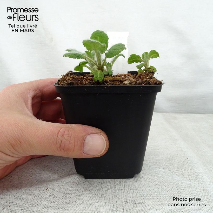 Exemplar von Salvia verticillata Hannay's Blue - Quirlblättriger Salbei Kleine Töpfe von 8/9 cm wie im Frühjahr geliefert