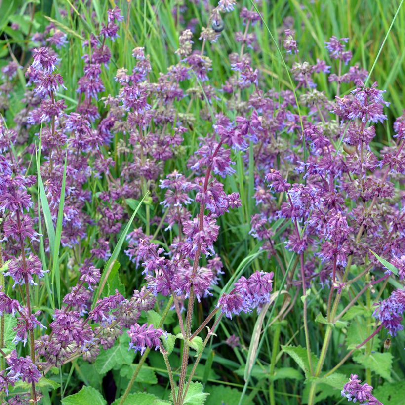 Salvia verticillata Hannay's Blue - Quirlblättriger Salbei (Plant habit)