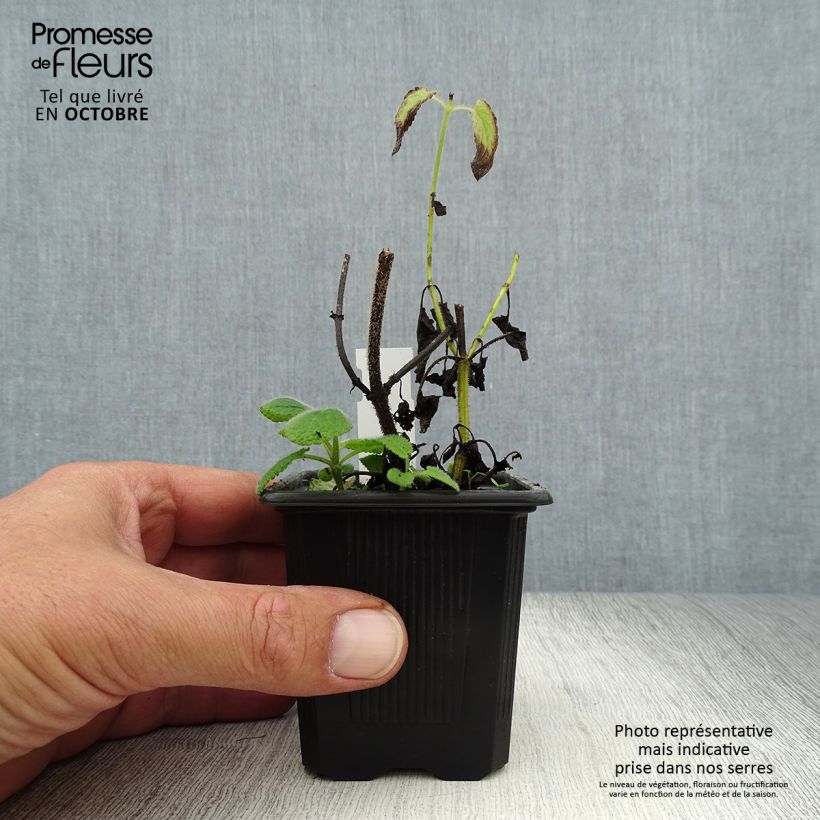 Example of Salvia verticillata Hannay's Blue - Quirlblättriger Salbei Kleine Töpfe von 8/9 cm as you get in automne