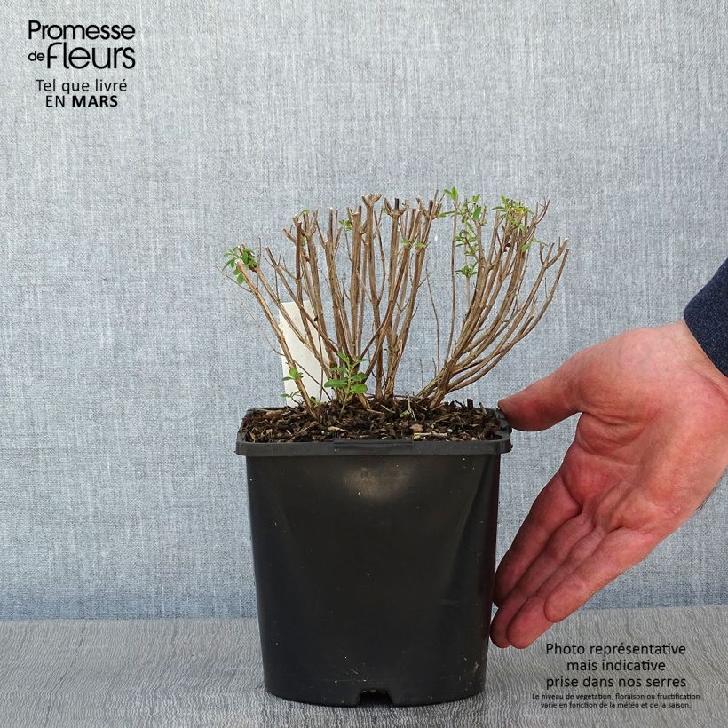 Exemplar von Salvia jamensis Delice Roselilac Topf mit 2L/3L wie im Winter geliefert