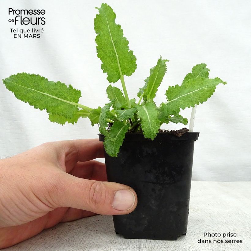 Exemplar von Salvia sylvestris Dear Anja - Steppen-Salbei Kleine Töpfe von 8/9 cm wie im Frühjahr geliefert