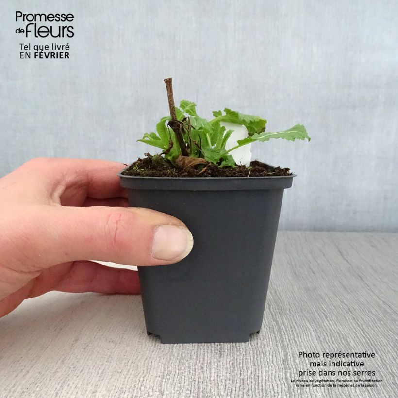 Exemplar von Salvia sylvestris Dear Anja - Steppen-Salbei Kleine Töpfe von 8/9 cm wie im Winter geliefert