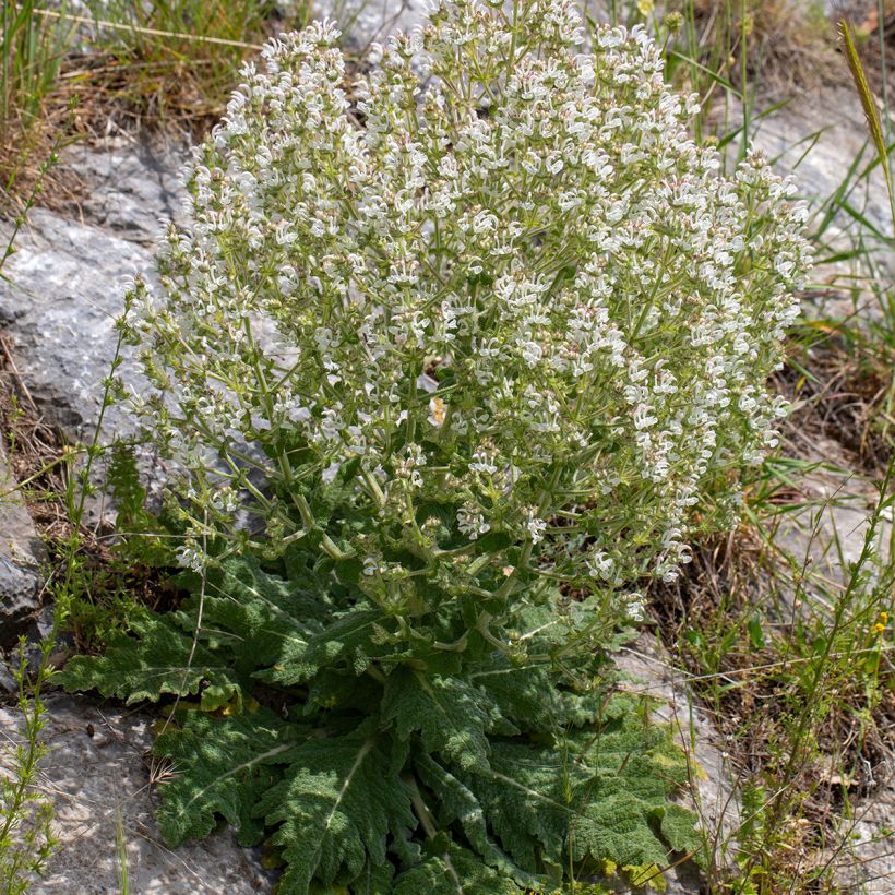 Salvia aethiopis - Ungarn-Salbei (Wuchs)