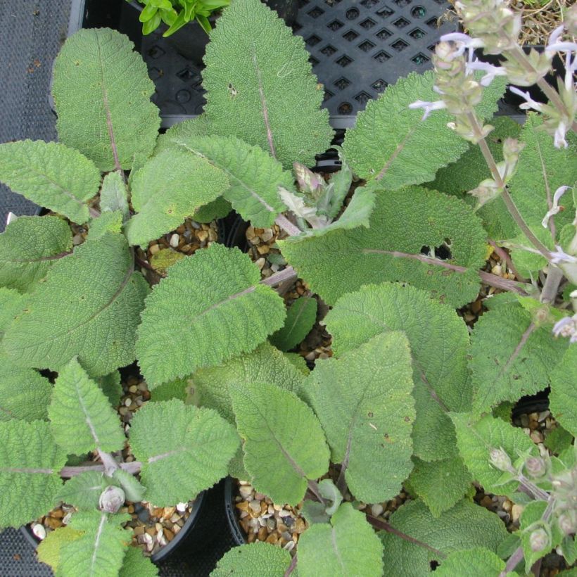Salvia moorcroftiana - Salbei (Laub)