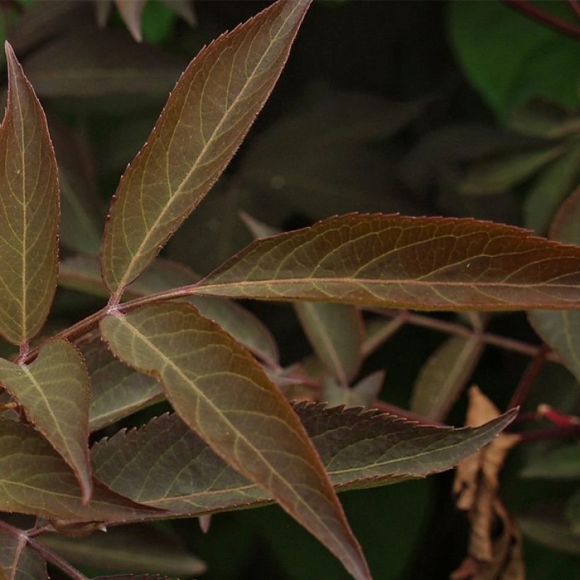 Schwarzer Holunder Chocolate Marzipan - Sambucus nigra (Foliage)