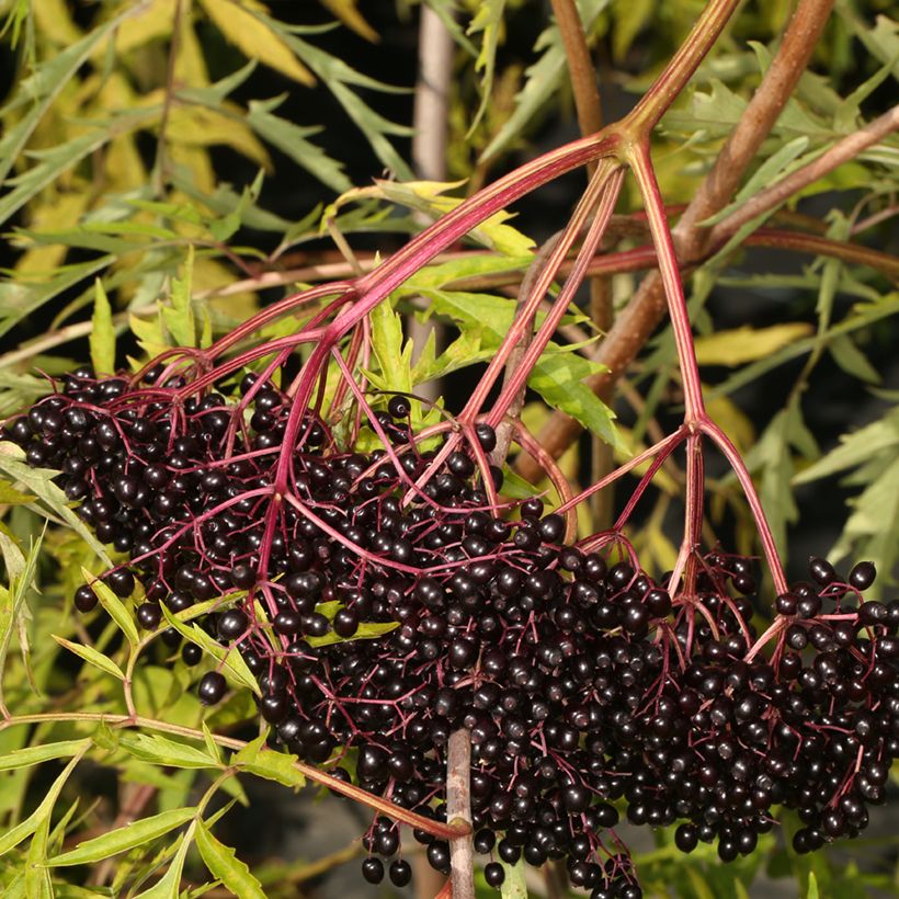 Kanadischer Holunder Acutiloba - Sambucus canadensis  (Harvest)