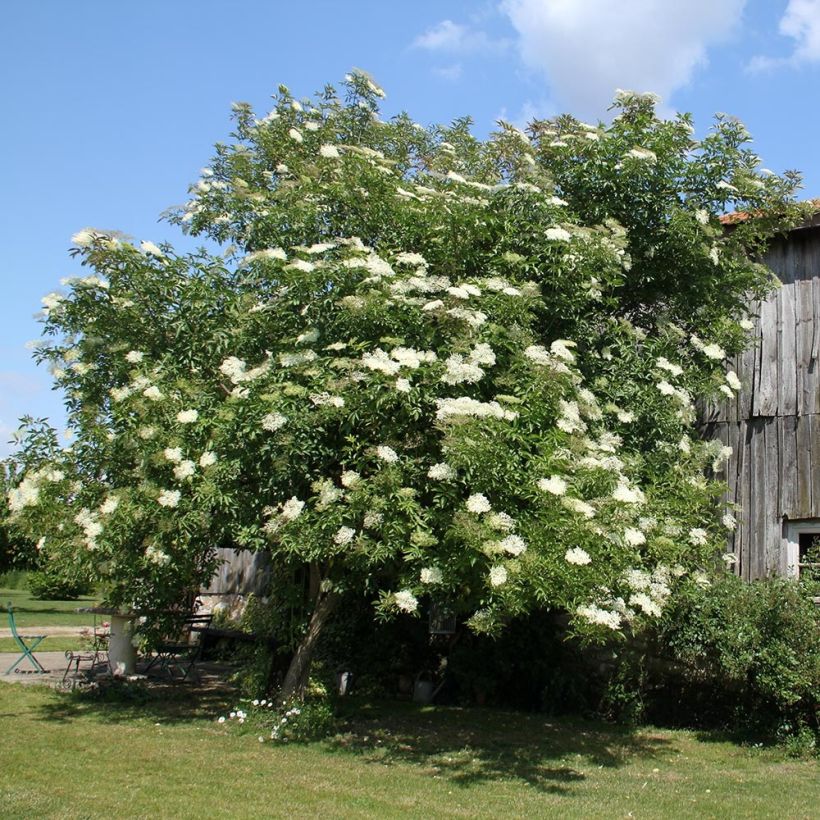Sambucus nigra - Schwarzer Holunder (Plant habit)