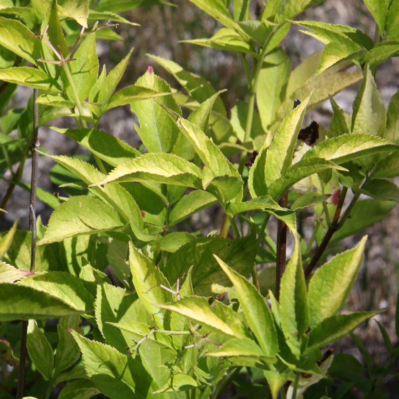 Schwarzer Holunder Aurea - Sambucus nigra (Foliage)