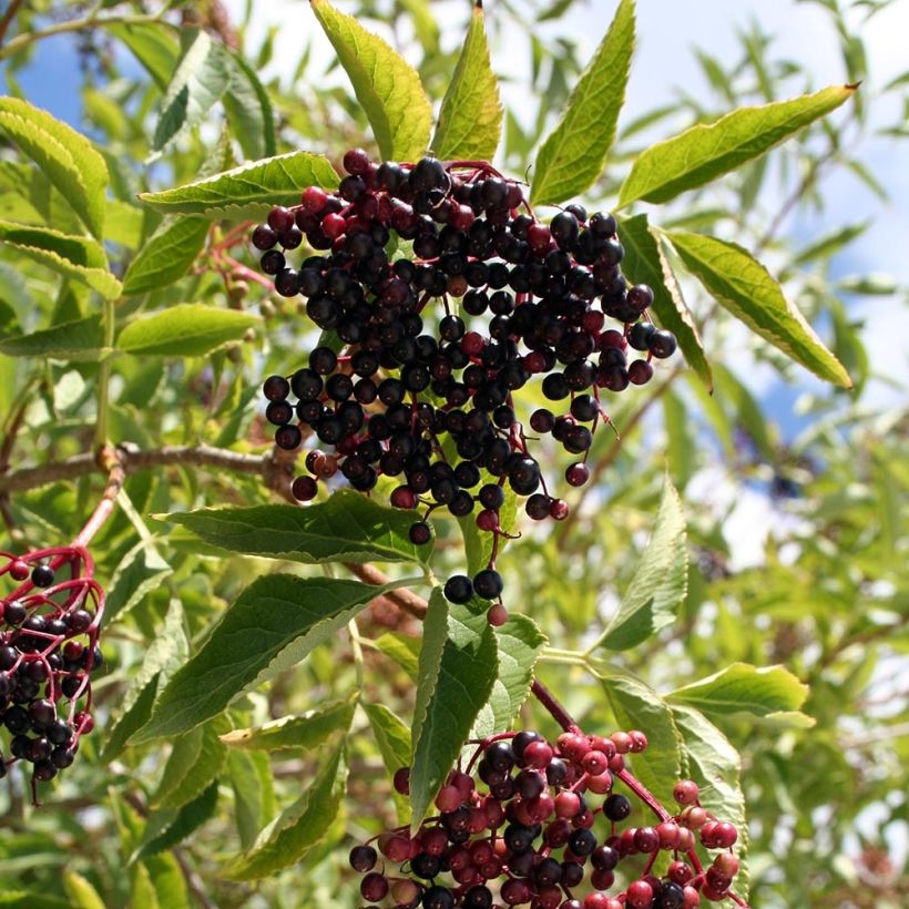 Schwarzer Holunder Aurea - Sambucus nigra (Harvest)
