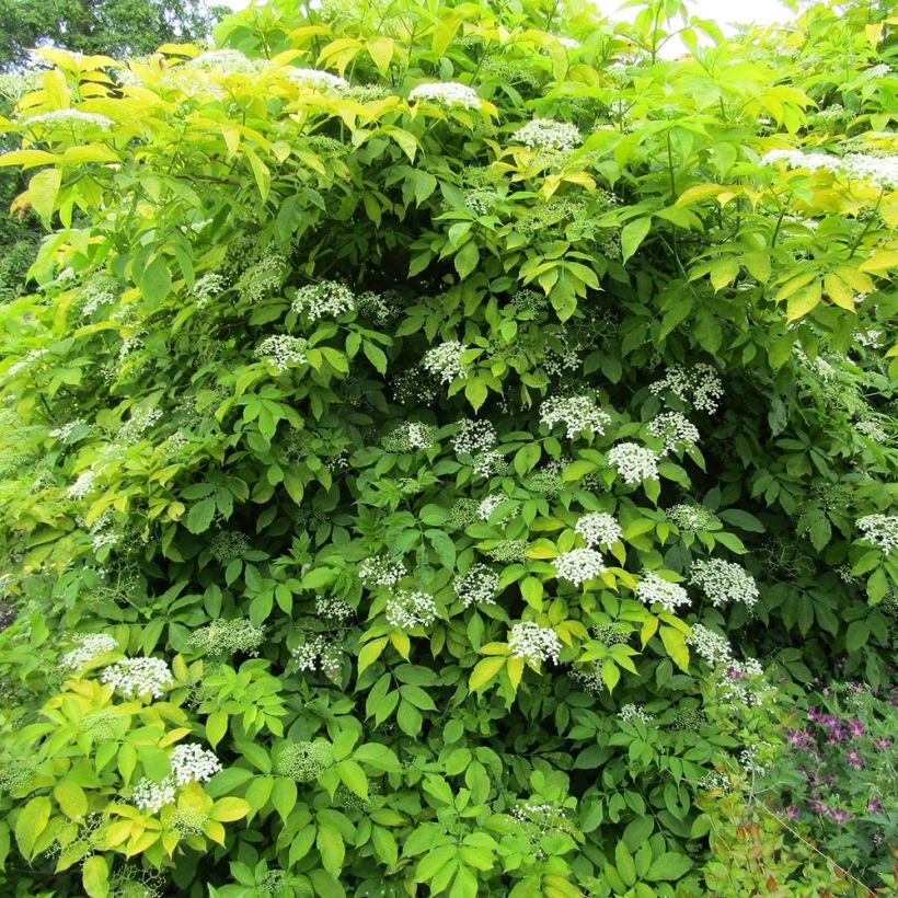 Schwarzer Holunder Aurea - Sambucus nigra (Plant habit)