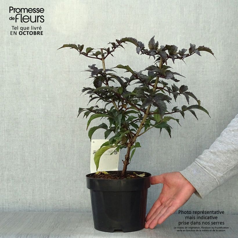 Example of Schwarzer Holunder Black Tower - Sambucus nigra Topf mit 3L/4L as you get in automne