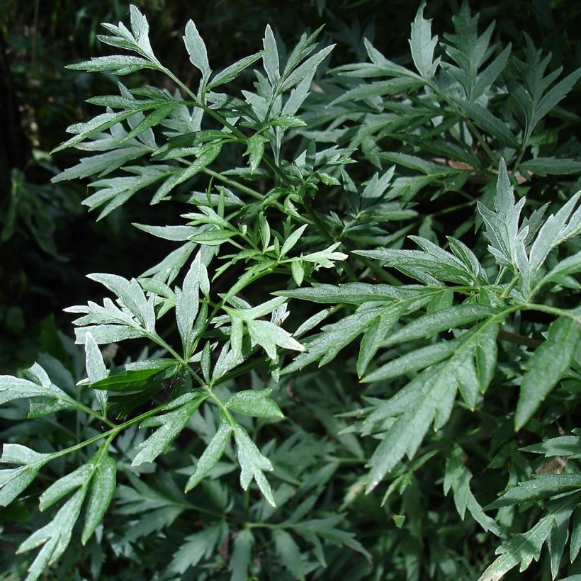 Schwarzer Holunder Laciniata - Sambucus nigra (Foliage)