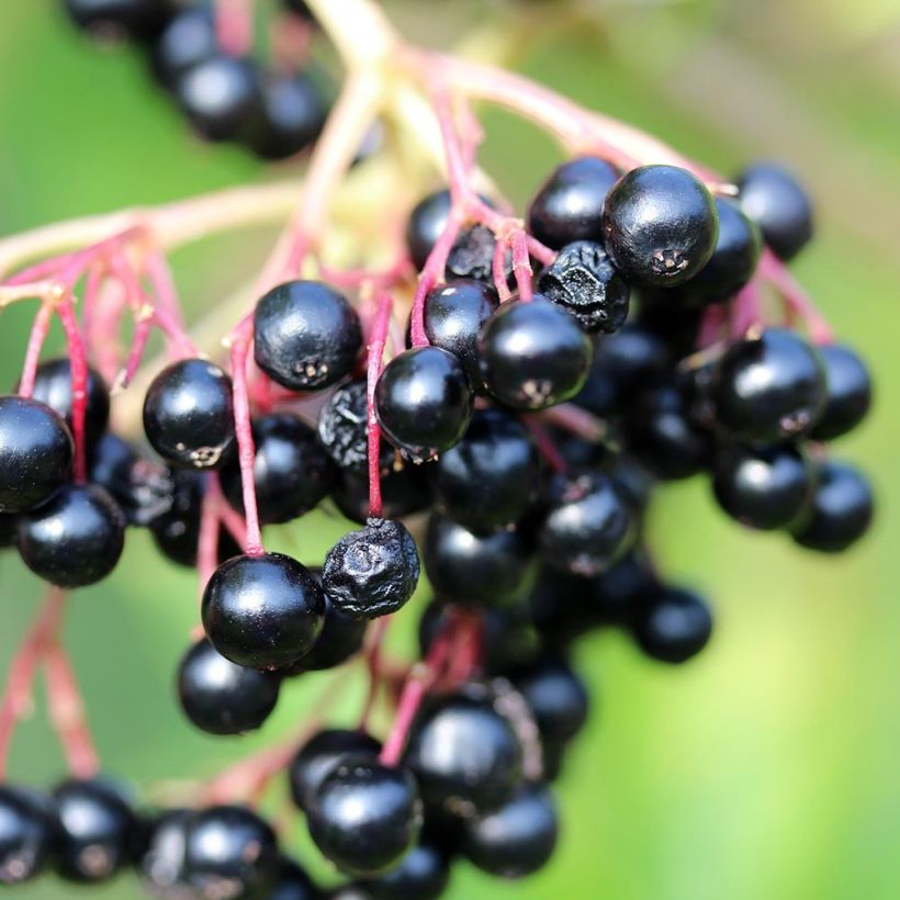 Schwarzer Holunder Laciniata - Sambucus nigra (Harvest)