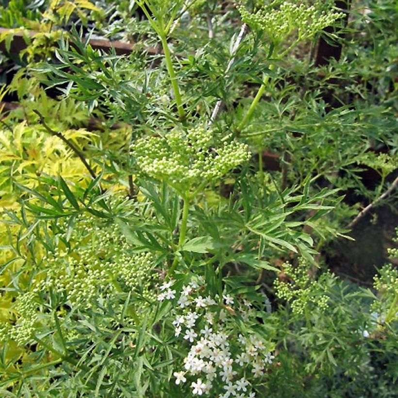 Schwarzer Holunder Laciniata - Sambucus nigra (Plant habit)
