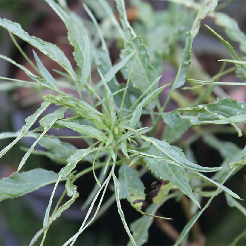 Schwarzer Holunder Linearis - Sambucus nigra (Foliage)