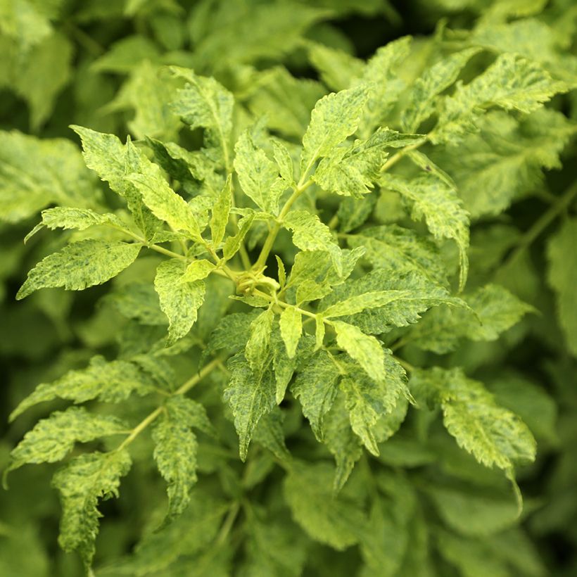 Schwarzer Holunder Luteovariegata - Sambucus nigra (Foliage)