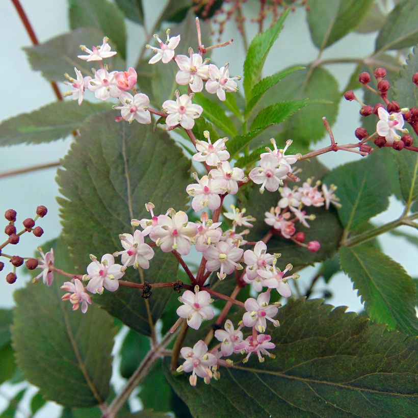 Schwarzer Holunder Thundercloud - Sambucus nigra (Flowering)