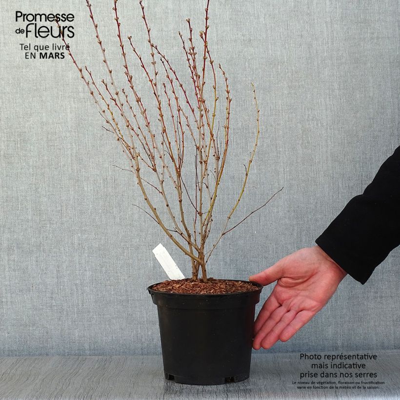 Exemplar von Schwarzer Holunder Thundercloud - Sambucus nigra Topf mit 3L/4L wie im Winter geliefert