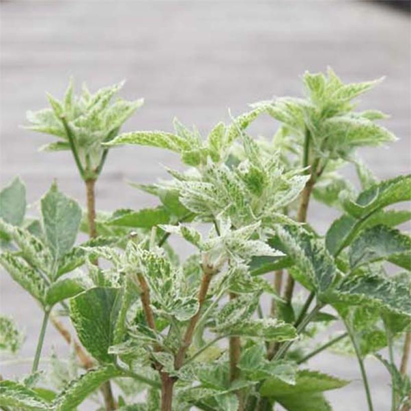 Schwarzer Holunder Pulverulenta - Sambucus nigra (Foliage)