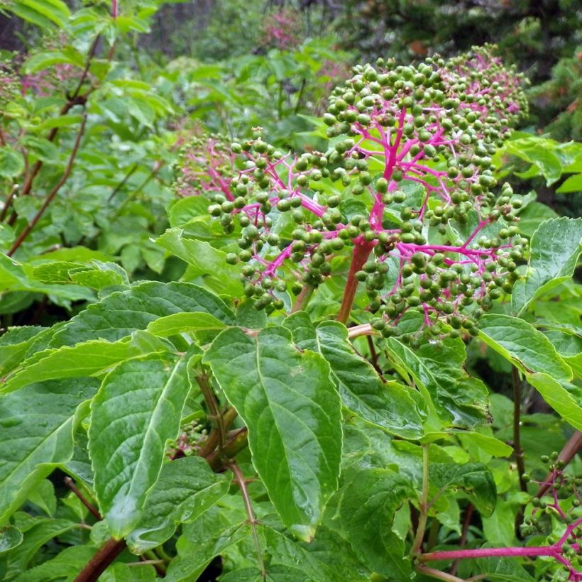 Trauben-Holunder - Sambucus racemosa (Foliage)