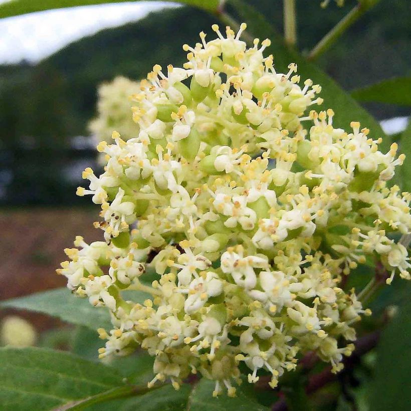 Trauben-Holunder - Sambucus racemosa (Flowering)
