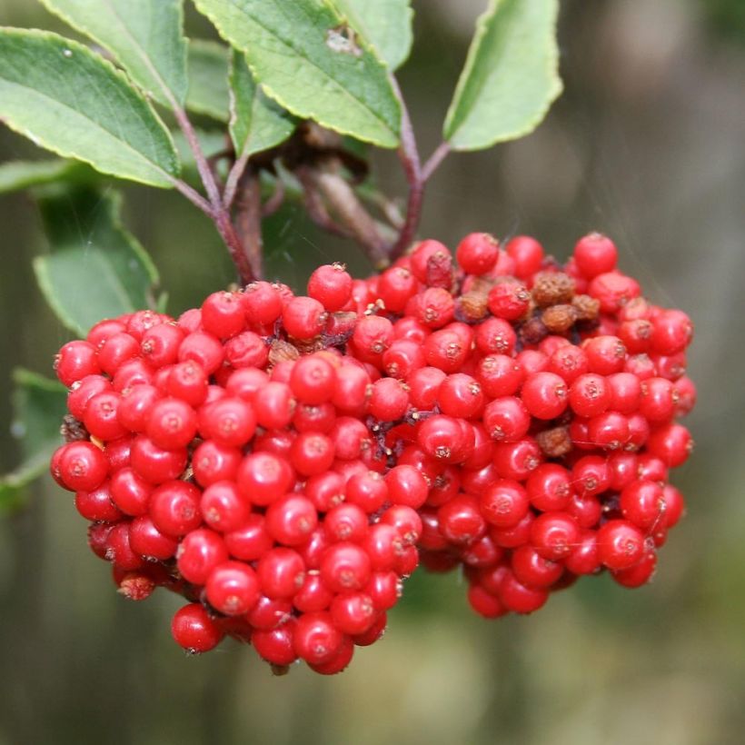 Trauben-Holunder - Sambucus racemosa (Harvest)