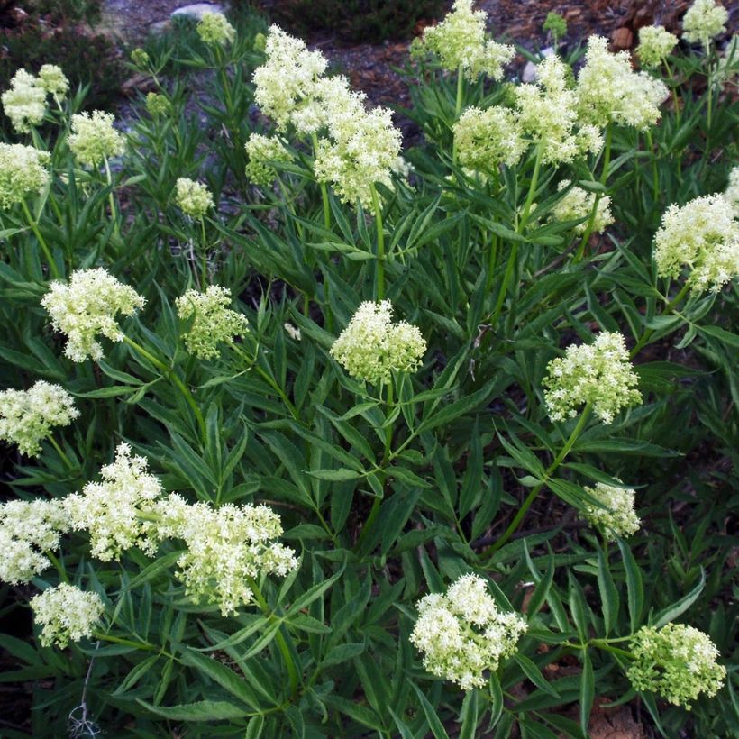Trauben-Holunder - Sambucus racemosa (Plant habit)