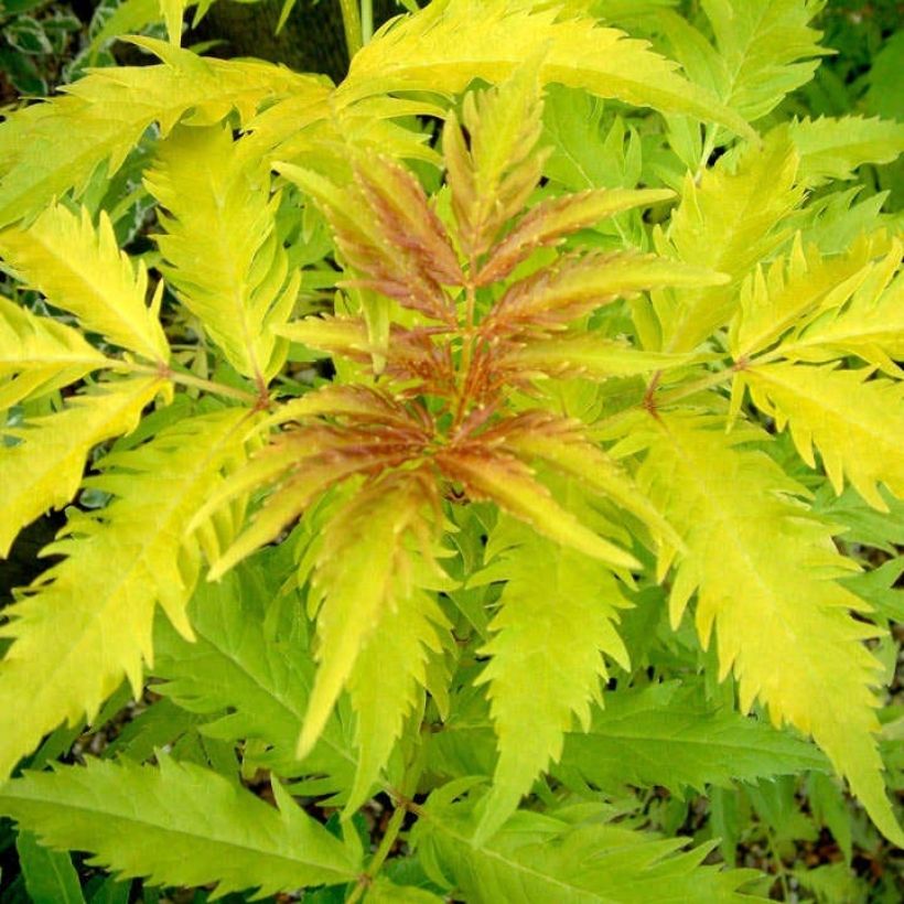 Trauben-Holunder Plumosa Aurea - Sambucus racemosa (Foliage)