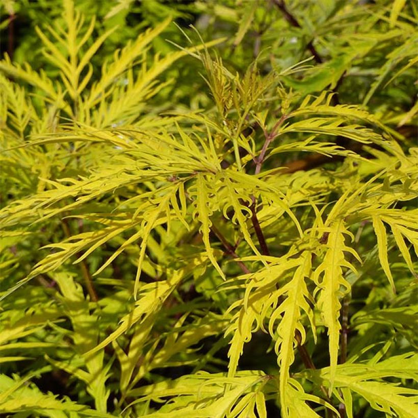 Trauben-Holunder Welsh Gold - Sambucus racemosa (Foliage)