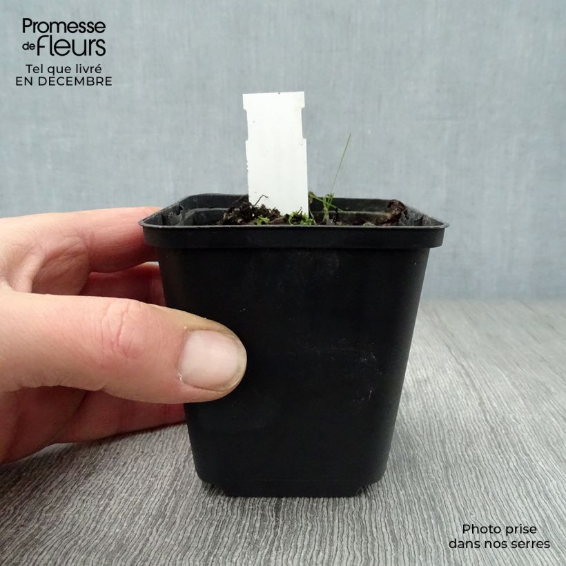 Exemplar von Sanguinaria canadensis - Blutwurz Kleine Töpfe von 8/9 cm wie im Winter geliefert